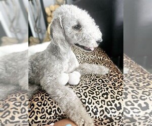 Bichon Bedlington puppies for sale and Bichon Bedlington dogs for adoption