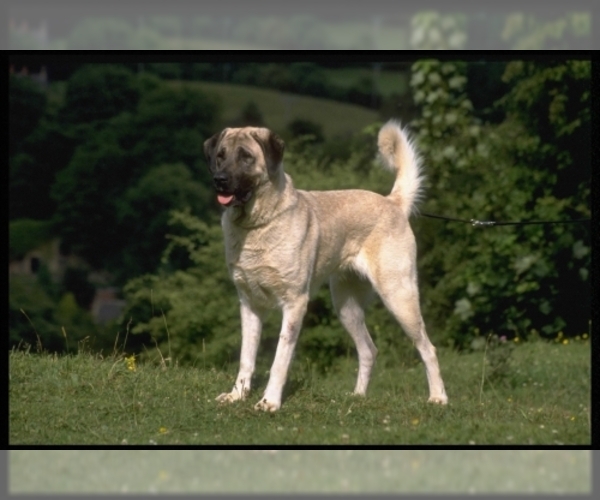 Anatolian Shepherd