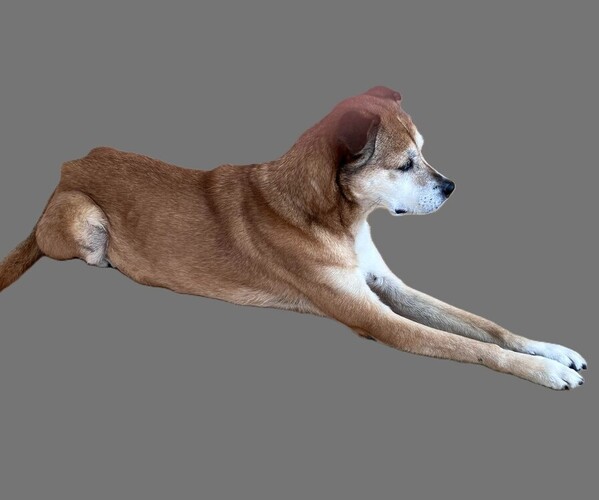 Medium Photo #1 Boxer Apso Dog Breed