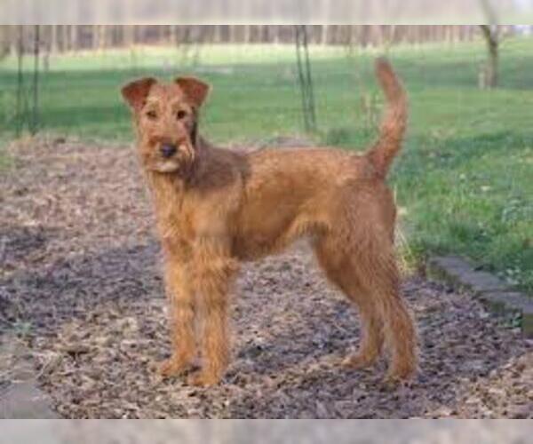 Medium Photo #6 Irish Terrier Dog Breed