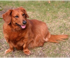 Image of Golden Dox breed