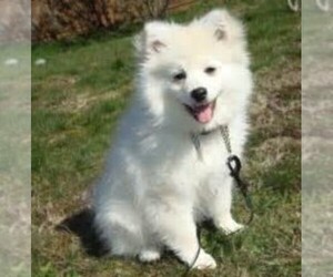 Image of Eskiranian breed