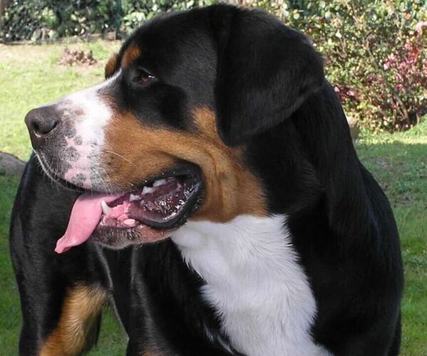 Medium Photo #1 Greater Swiss Rottweiler Dog Breed