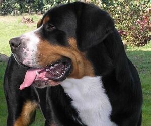 Image of Greater Swiss Rottweiler breed