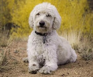 Image of Beardoodle breed