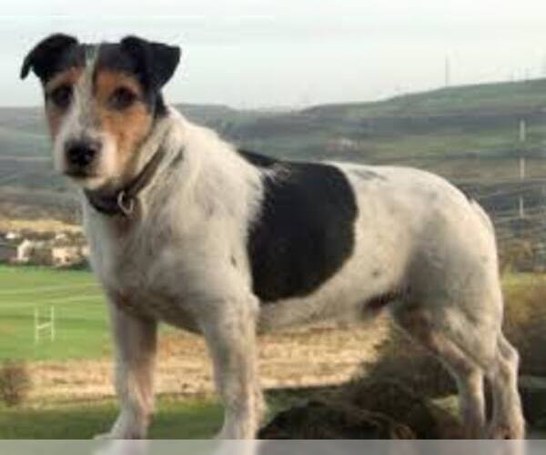 Medium Photo #2 Parson Russell Terrier Dog Breed