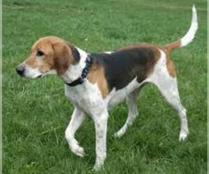 Small #2 Breed American Foxhound image