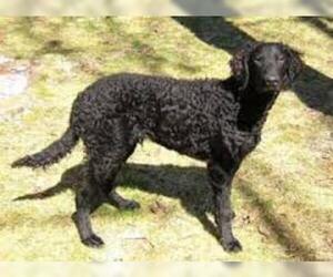 Small #2 Breed Curly Coated Retriever image