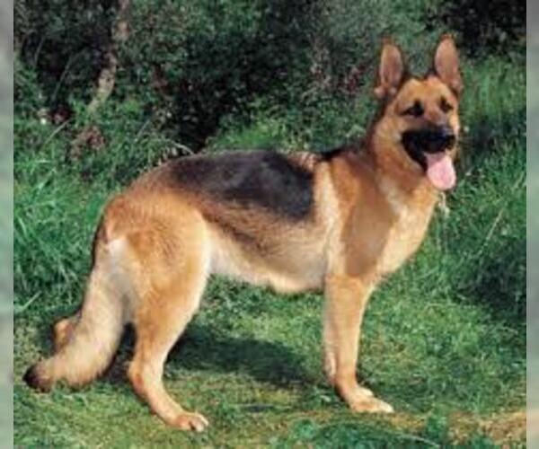 Medium Photo #6 German Shepherd Dog Dog Breed