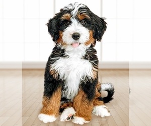 Image of Bernedoodle breed