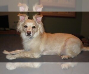 Image of Rat-a-pap breed