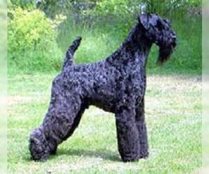 Small #5 Breed Kerry Blue Terrier image