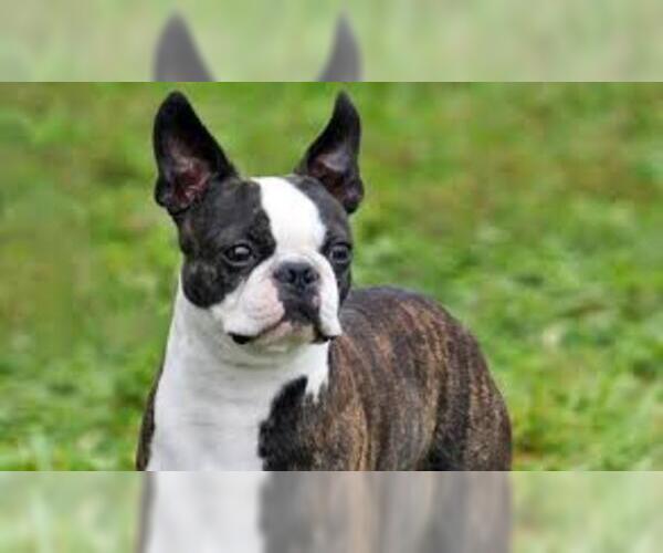Medium Photo #5 Boston Terrier Dog Breed