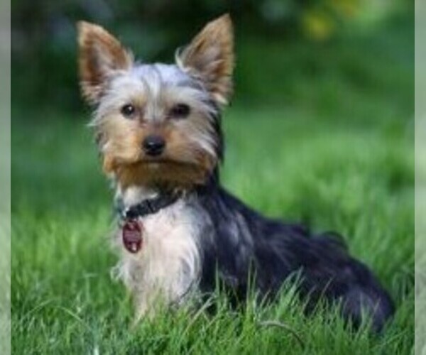 King Charles Yorkie