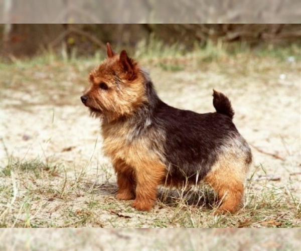 Image of Norwich Terrier Breed