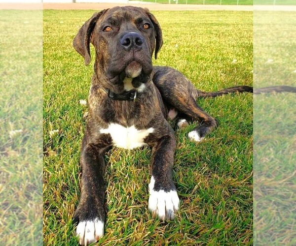 Medium Photo #1 Boxerman Dog Breed