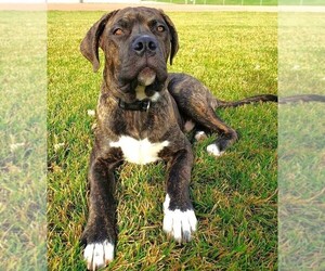 Image of Boxerman breed