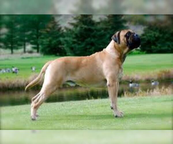 Medium Photo #4 Bullmastiff Dog Breed
