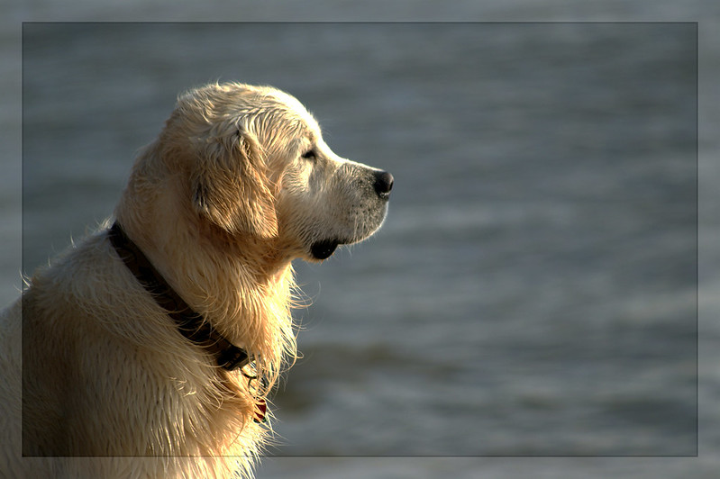 Golden Labrador Dog Breed Image