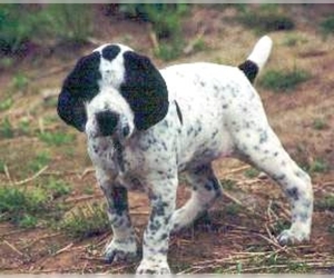 Image of breed Auvergne Pointer