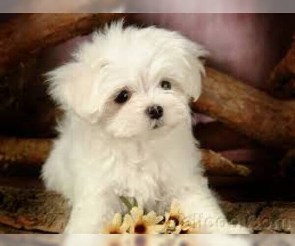 Medium Photo #2 Maltese Dog Breed
