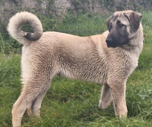 Image of Anatolian Akbash breed