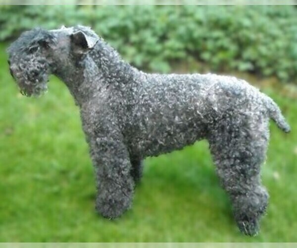 Medium Photo #1 Kerry Wheaten Dog Breed