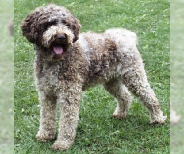 Lagotto Romagnolo