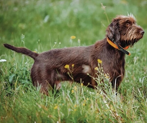 Medium Photo #1 Poointer Dog Breed