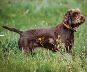 Poointer puppies for sale and Poointer dogs for adoption