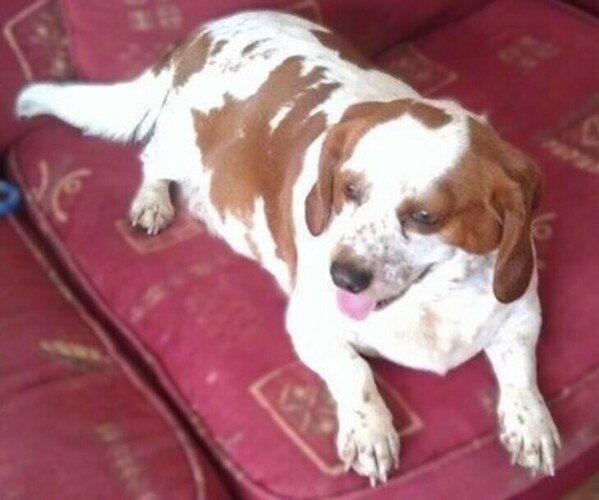 Medium Photo #1 Basset King Dog Breed