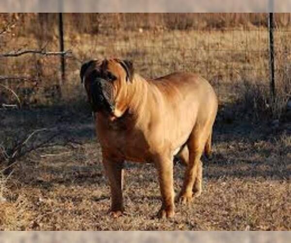 Medium Photo #7 Bullmastiff Dog Breed
