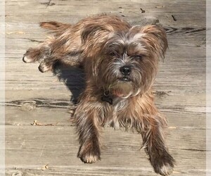 Image of Ratshire Terrier breed