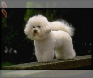 Image of Bichon Frise breed