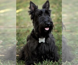 Samll image of Scoland Terrier