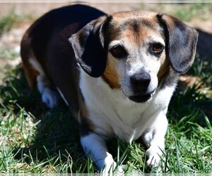 Samll image of Cheagle