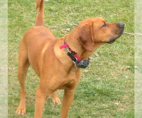 Medium Photo #1 Labloodhound Dog Breed