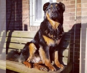 Image of Chowweiler breed