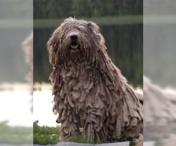 Medium Photo #5 Bergamasco Sheepdog Dog Breed