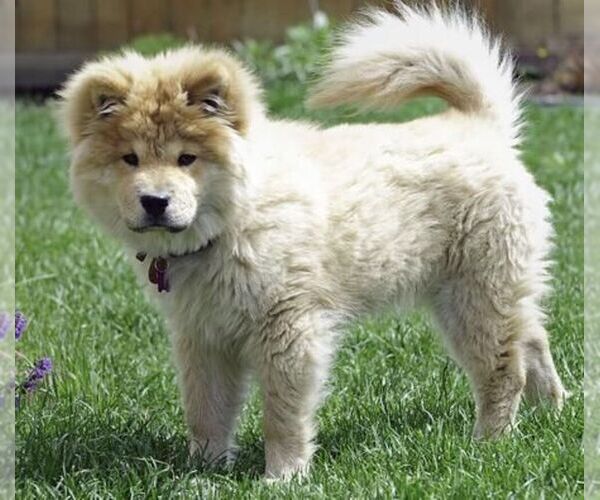 Medium Photo #1 Chowpoo Dog Breed