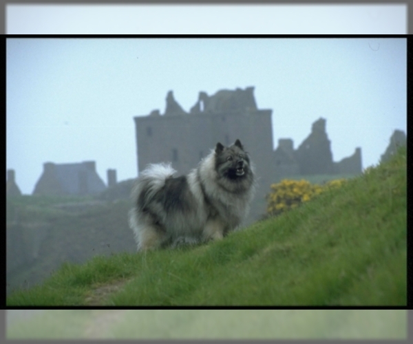 Medium Photo #1 Keeshond Dog Breed