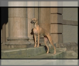 Image of Greyhound breed