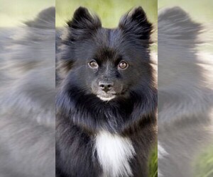 Image of Eskipperke breed