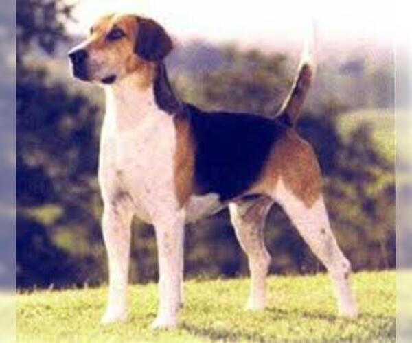 Medium Photo #6 English Foxhound Dog Breed