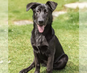 Image of Shepradors breed