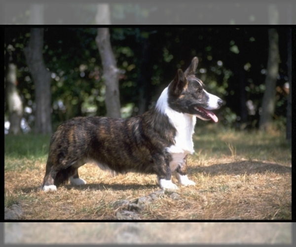 Cardigan Welsh Corgi Dog Breed Image