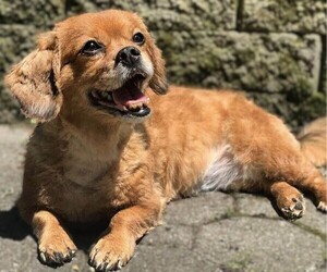 Image of Golden Peke breed