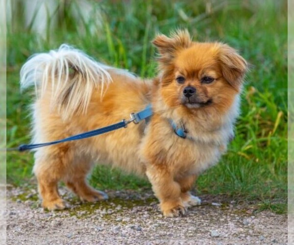 Medium Photo #1 Affenhuahua Dog Breed