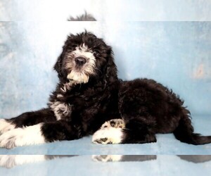 Komondoodle puppies for sale and Komondoodle dogs for adoption