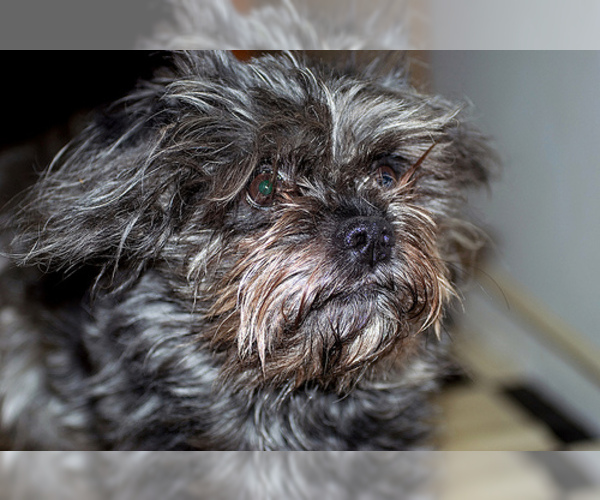 Medium Photo #3 Affenpinscher Dog Breed